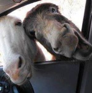 Meet your Posher, Ellen